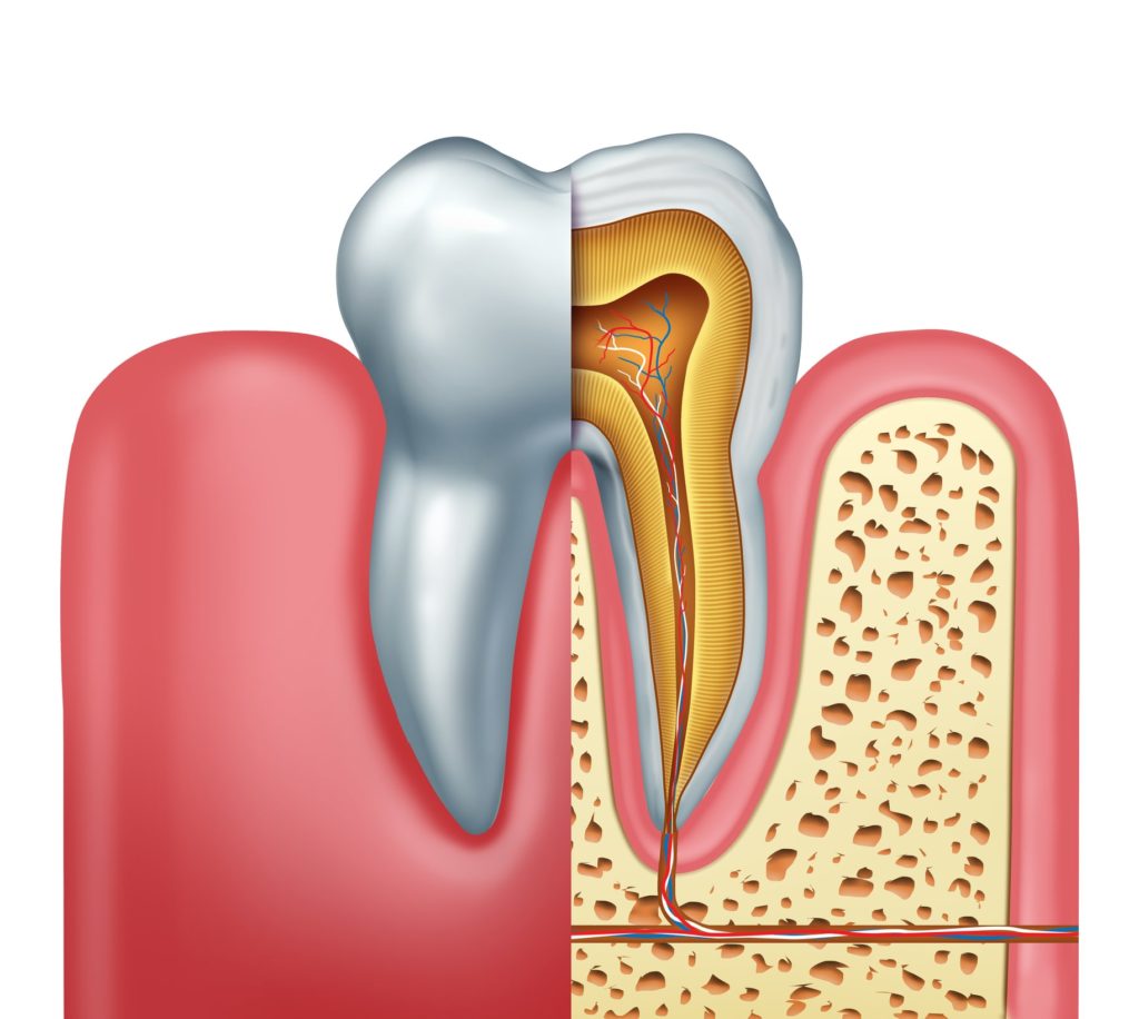 Illustration of a tooth cross section showing roots and nerves